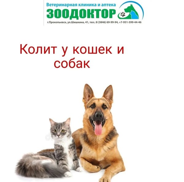 Зоодоктор чайковский. Ветклиника зоодоктор уфа. Зоодоктор екатеринбург совхозная. Режим работы ветаптеки. Зоодоктор аптекарская.