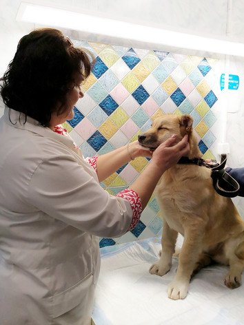 ветклиника бастис ногинск. островского 25 электросталь. никанорова 17 ветклиника ногинск. бастис. ветклиника электросталь бастис.