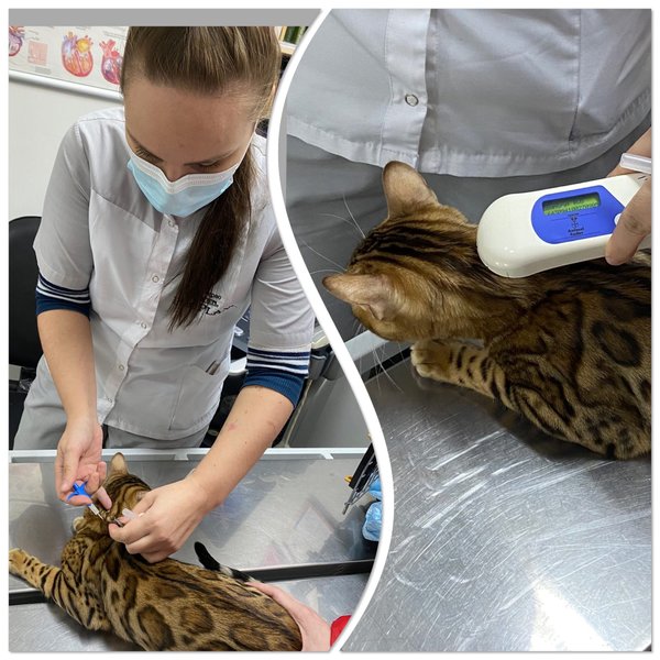 veterinarnaya klinika kot i pes na moskovskoj ulice otzyvy foto ceny telefon i adres veterinarnye kliniki penza zoon ru