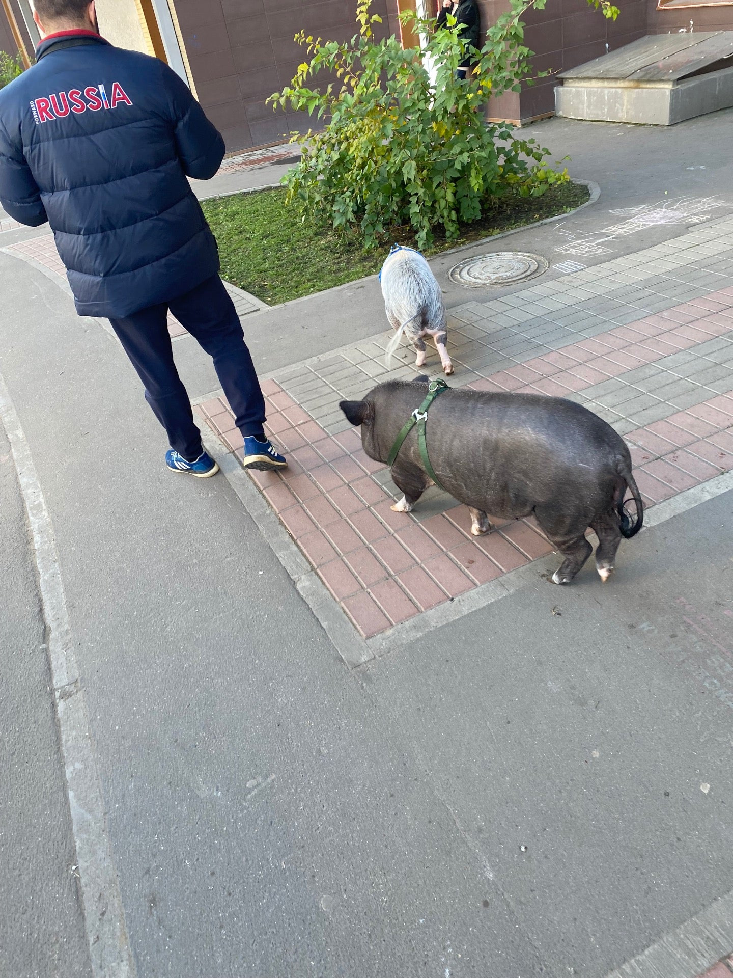 Лучшие рестораны на Сколковской улице в Одинцово рядом со мной на карте -  рейтинг, цены, телефоны, адреса, отзывы - Zoon.ru