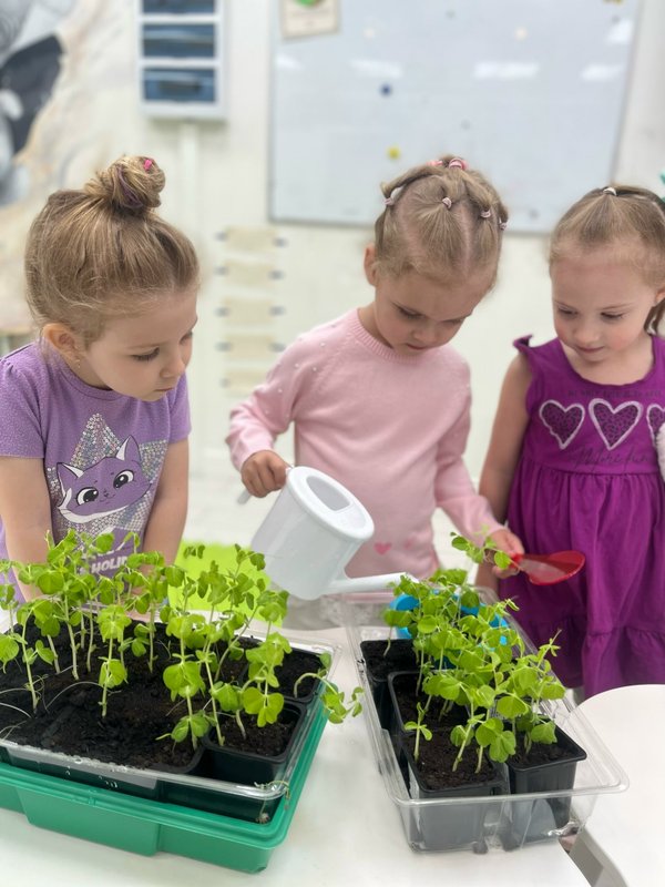 высаживание деревьев. посадка земляники в грунт в августе. росток. высаживание клубники. посадите следящих.
