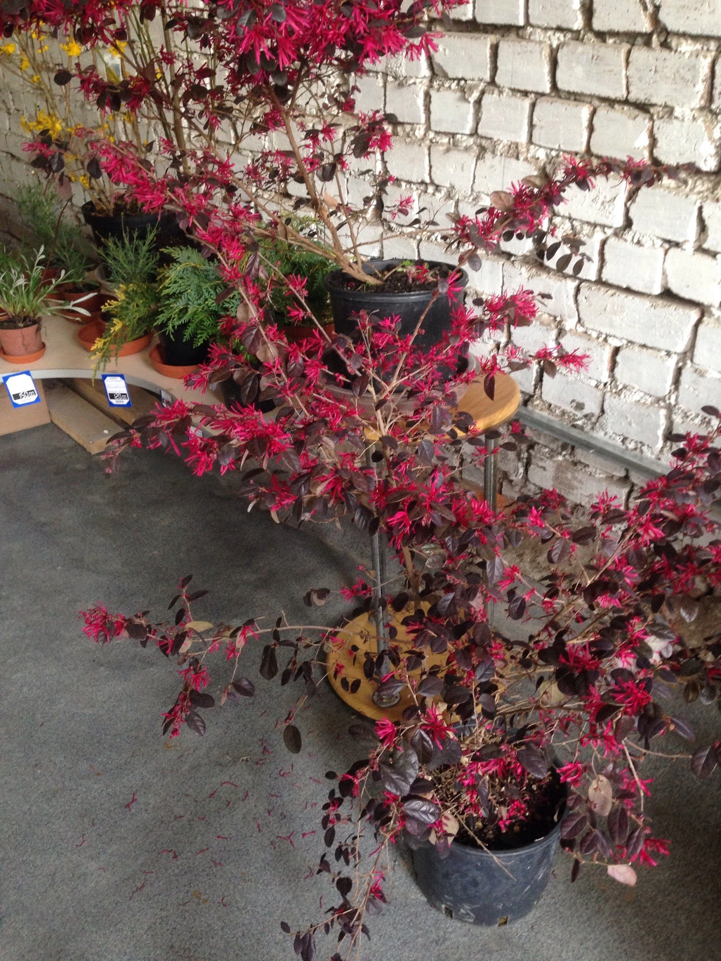 Питомники растений в Сочи – Купить растения: 13 магазинов, 3 отзыва ...