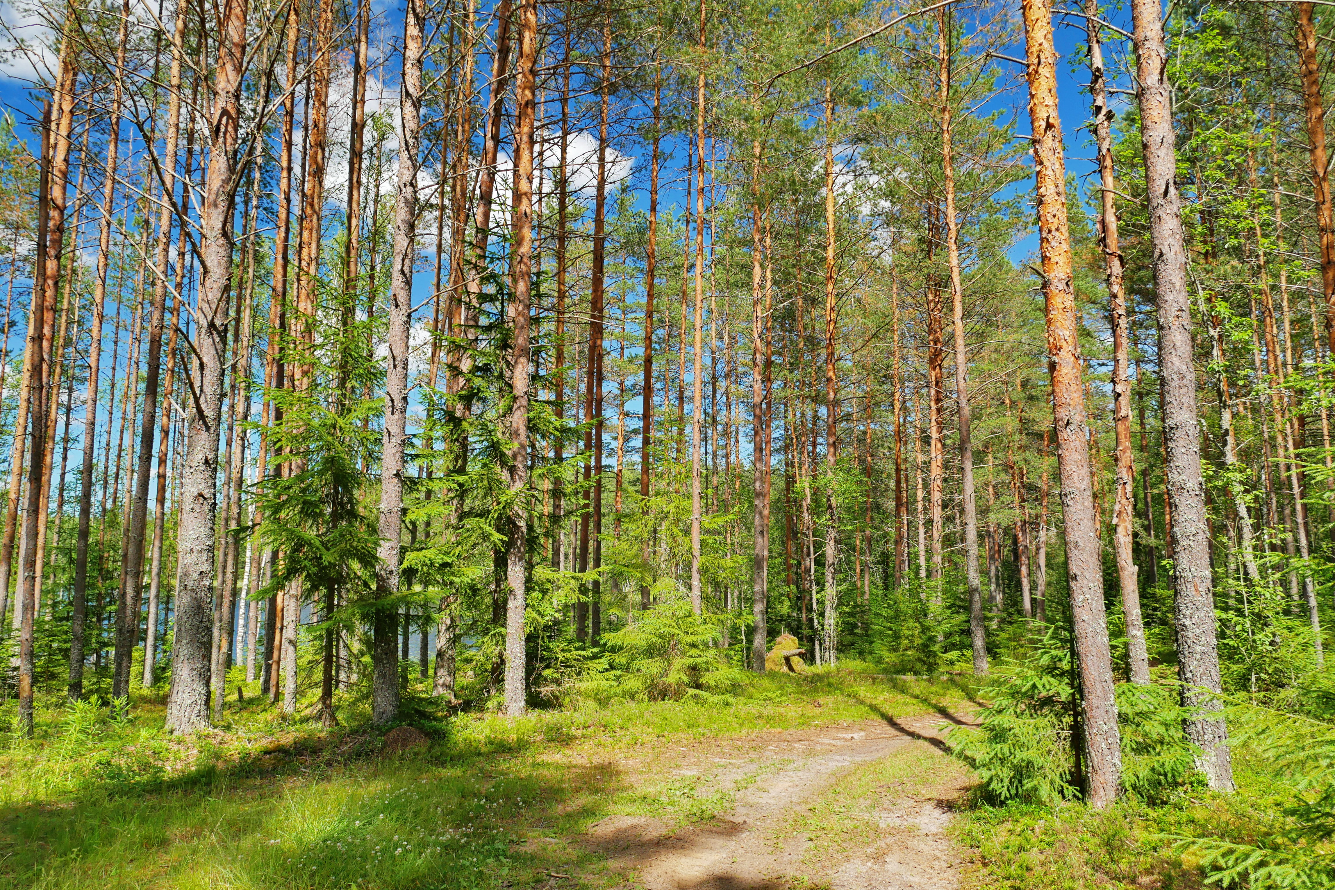 Ленинградский лес. Лес Приозерского района. Сосновый лес Приозерский район. Еловый лес в Ленинградской области. Коттеджный поселок Раздолье Ленинградская область.