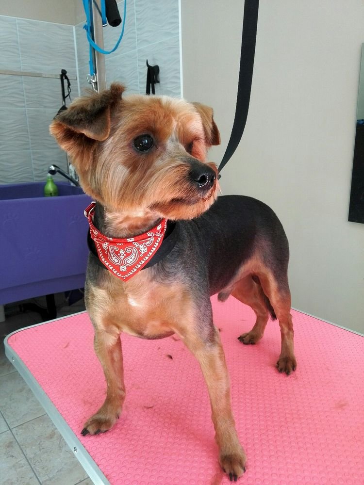 Грумер пушкино. Цветная болонка щенки. Зоосалон сказка. Грумер пушкино. Грумер пушкино.