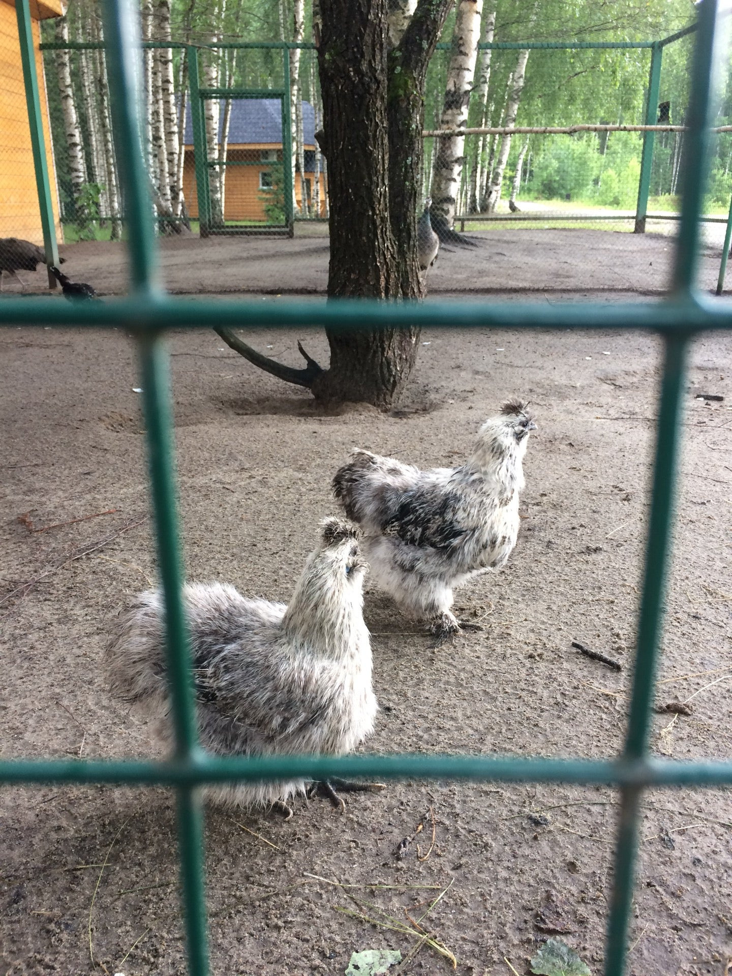 База отдыха с сауной в Рязани, 20 домов отдыха, 22 отзыва, фото, рейтинг  турбаз с баней – Zoon.ru