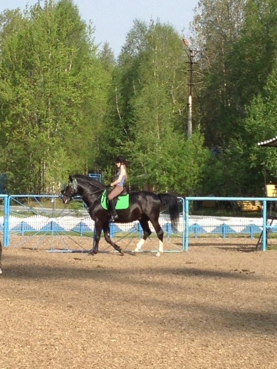 Здоровье сургут. Соб здоровье Сургут конный спорт. КСК Сургут. Снежинка Конная база в Сургуте. Конная база Сургут здоровье.