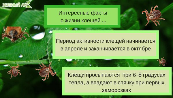 Анализ клеща ярославль