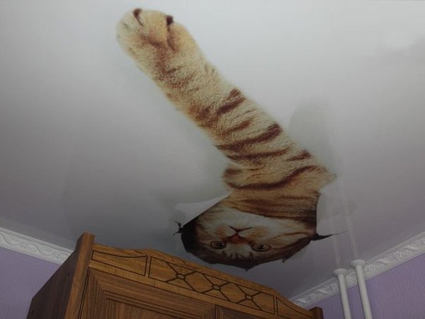 Как выглядит ублюдина кот и натяжной потолок