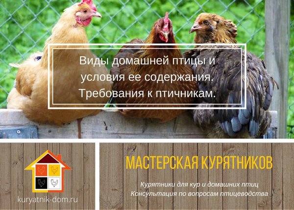 Строительство курятников под ключ