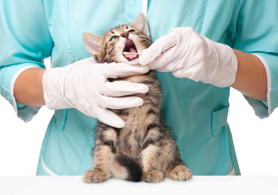Кальцивироз у кошек клиника