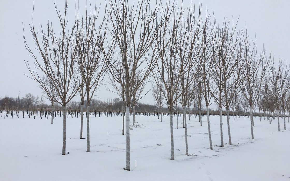 Питомник Савватеевых