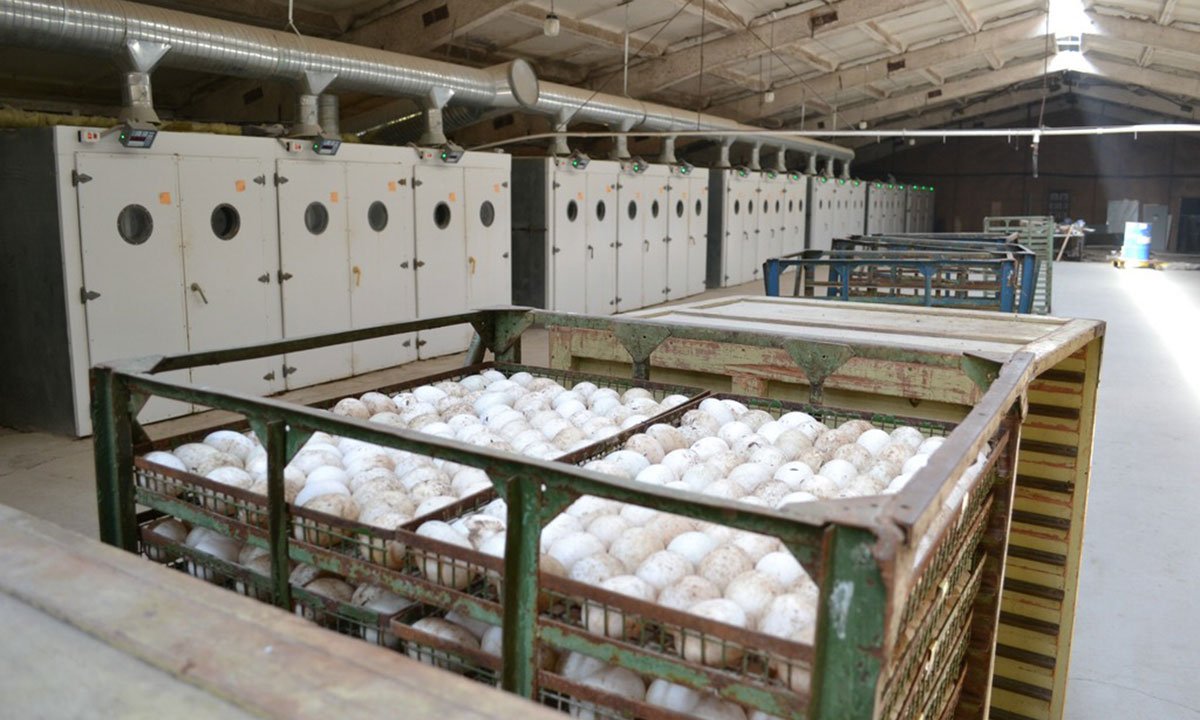 инкубатор птицефабрика утки. ломан браун, ломан сенди. инкубаторская несушка. алейниковский инкубатор. инкубатор россошь воронежская область.