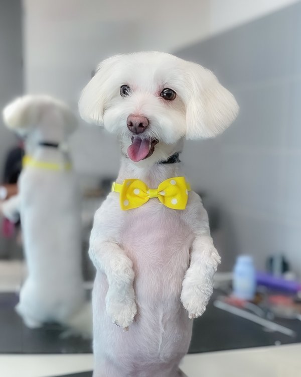 Тези груминг. Грумер стрижка. Груминг. Грумер для собак. Парикмахер для собак.