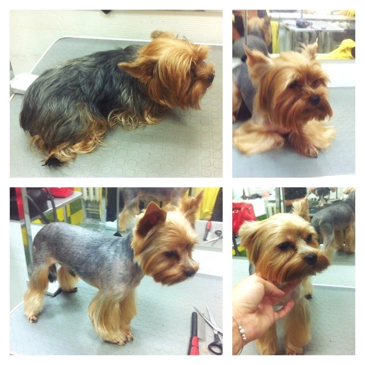 Grooming, москва. стрижка собак и кошек. грумер москва. московский грумер. зоосалон москва.