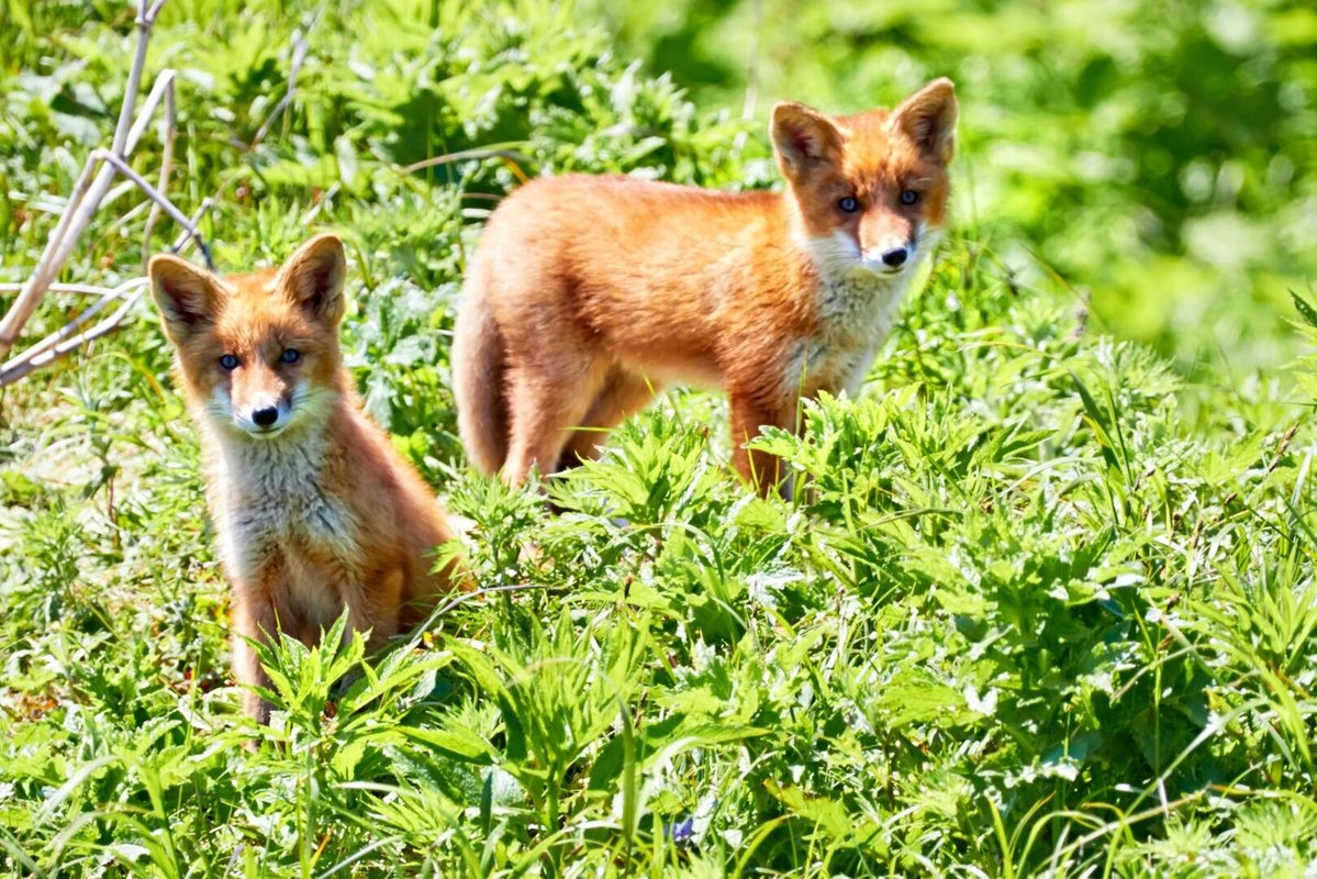 Onekotan Island Fox