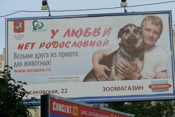 Реклама приюта для собак. Социальная реклама про собак. Баннер приюта. Реклама приюта для собак. Реклама приюта для животных.