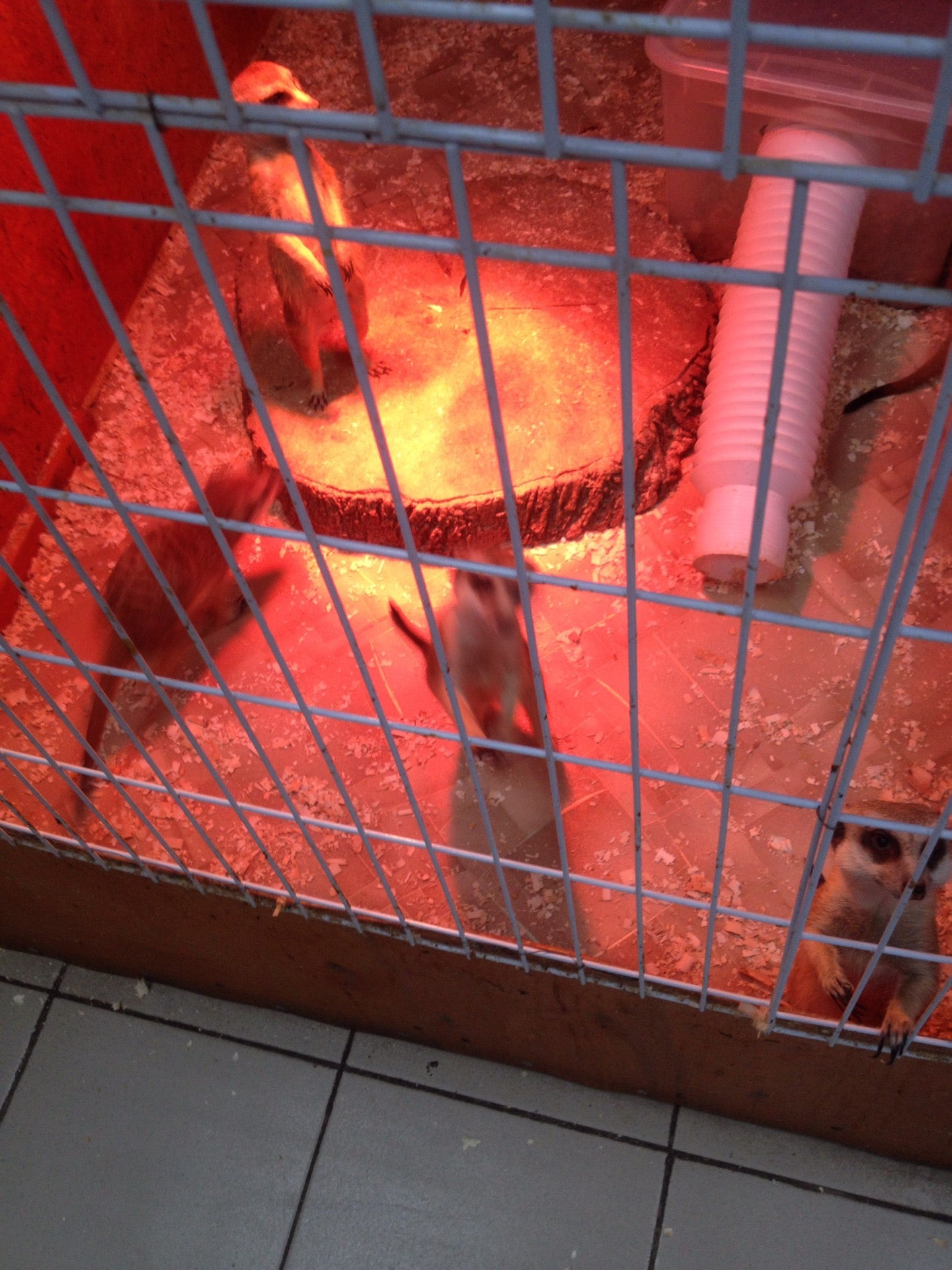 Зоопарки в Туле: адреса и телефоны, 5 развлекательных центров, 2 отзыва ...