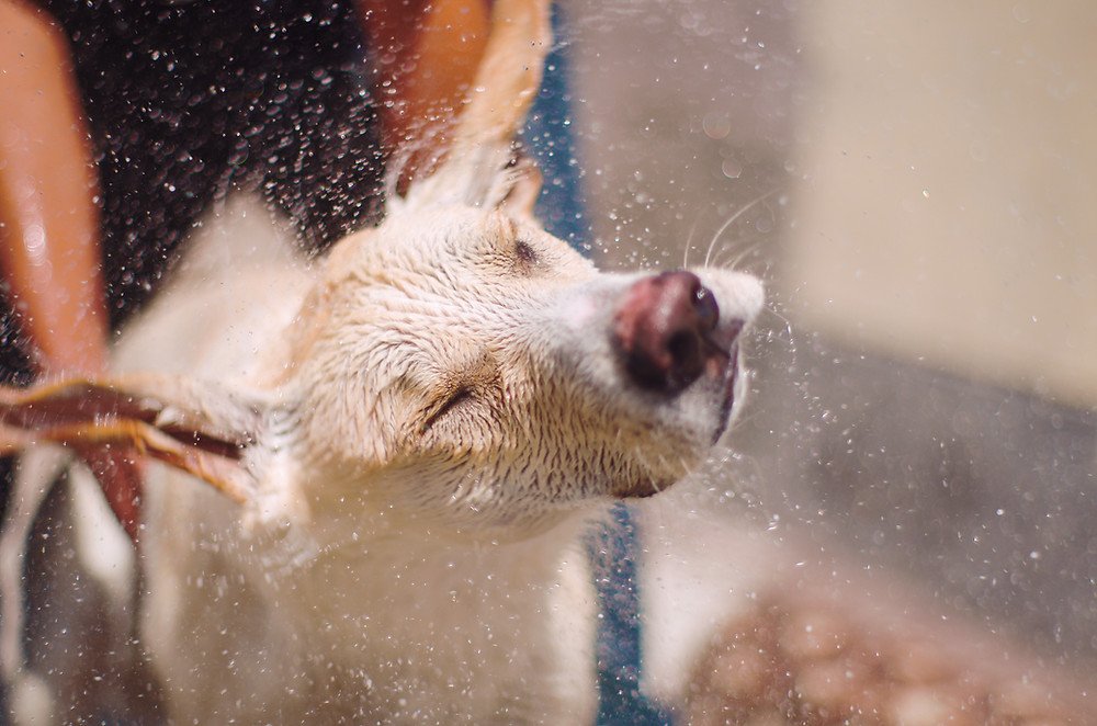 Ветеринарная клиника #Ветеринарка в Воронеже на Полевой улице - отзывы ...