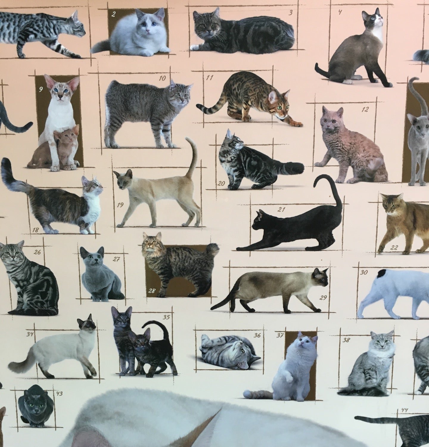 Ветклиники мурманск. Биовет мурманск ветклиника. Ветеринарная клиника мурманск круглосуточно. Иветас ветклиника. Иветас ветклиника.