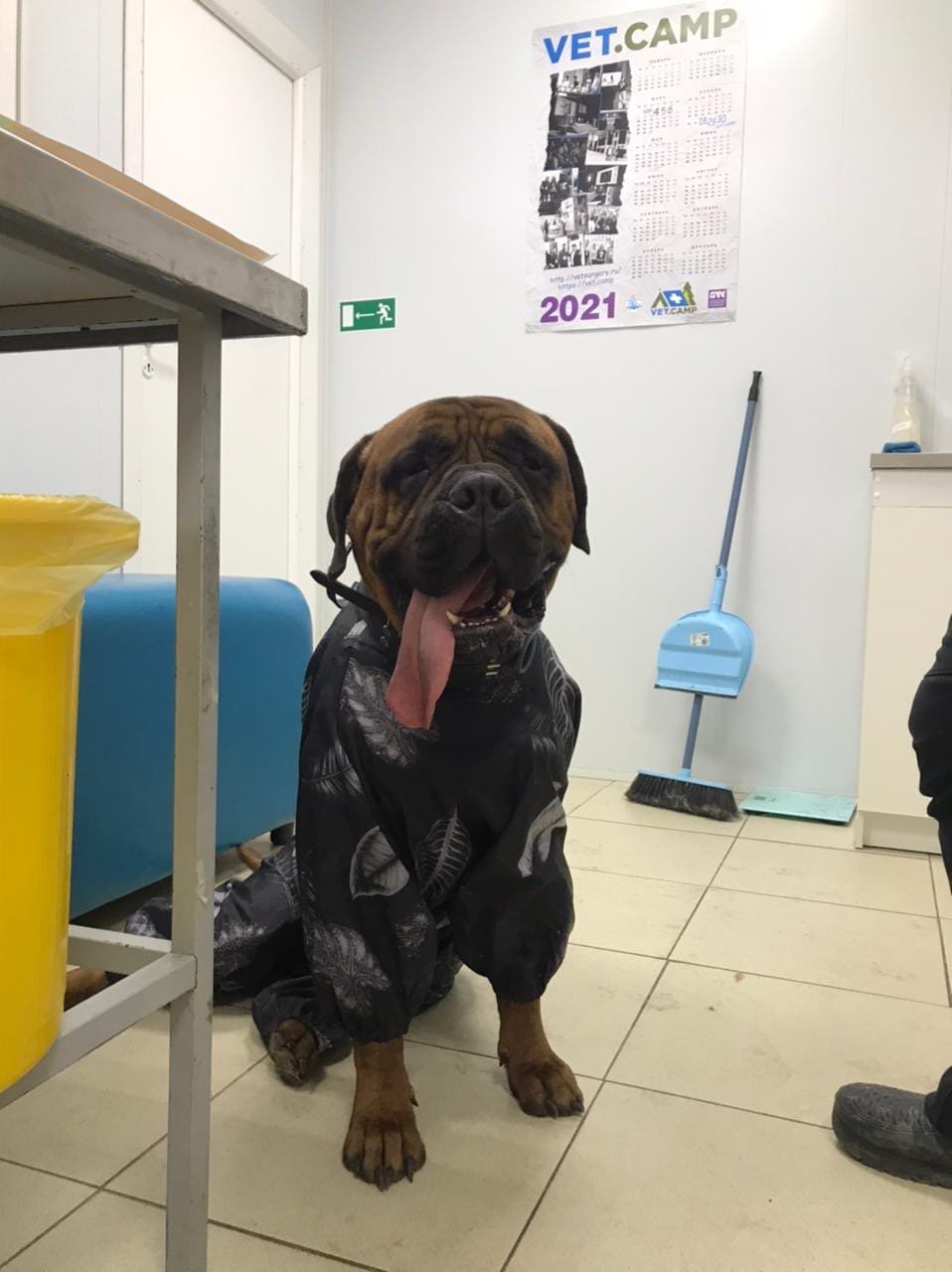 Белый волк, ветеринарная клиника на Советской улице в Рощино - отзывы ...