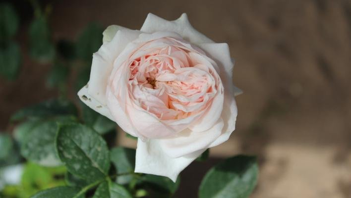 розы псков. розы псков. букет бархатных роз с лентой. кустовые однотонные. 25 кустовых роз.