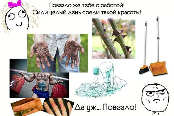 Смешные картинки про флористов