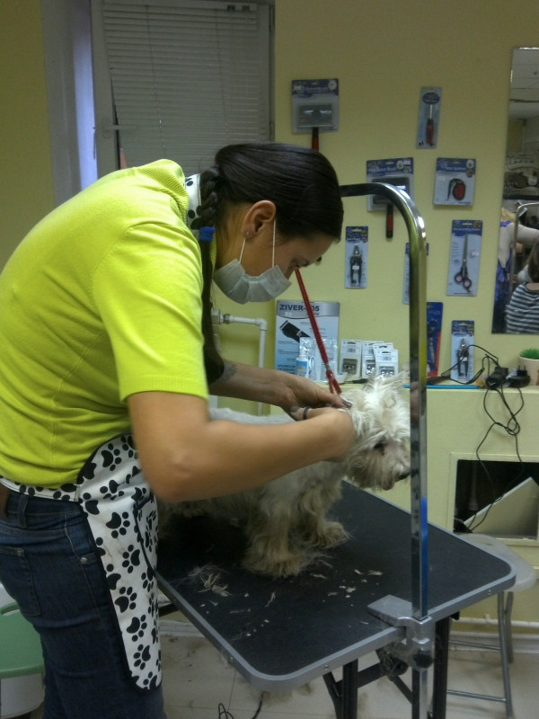 Груминг собак. Что сдавать на грумера. Парикмахер для животных. Груминг. Мальтипу собака груминг.