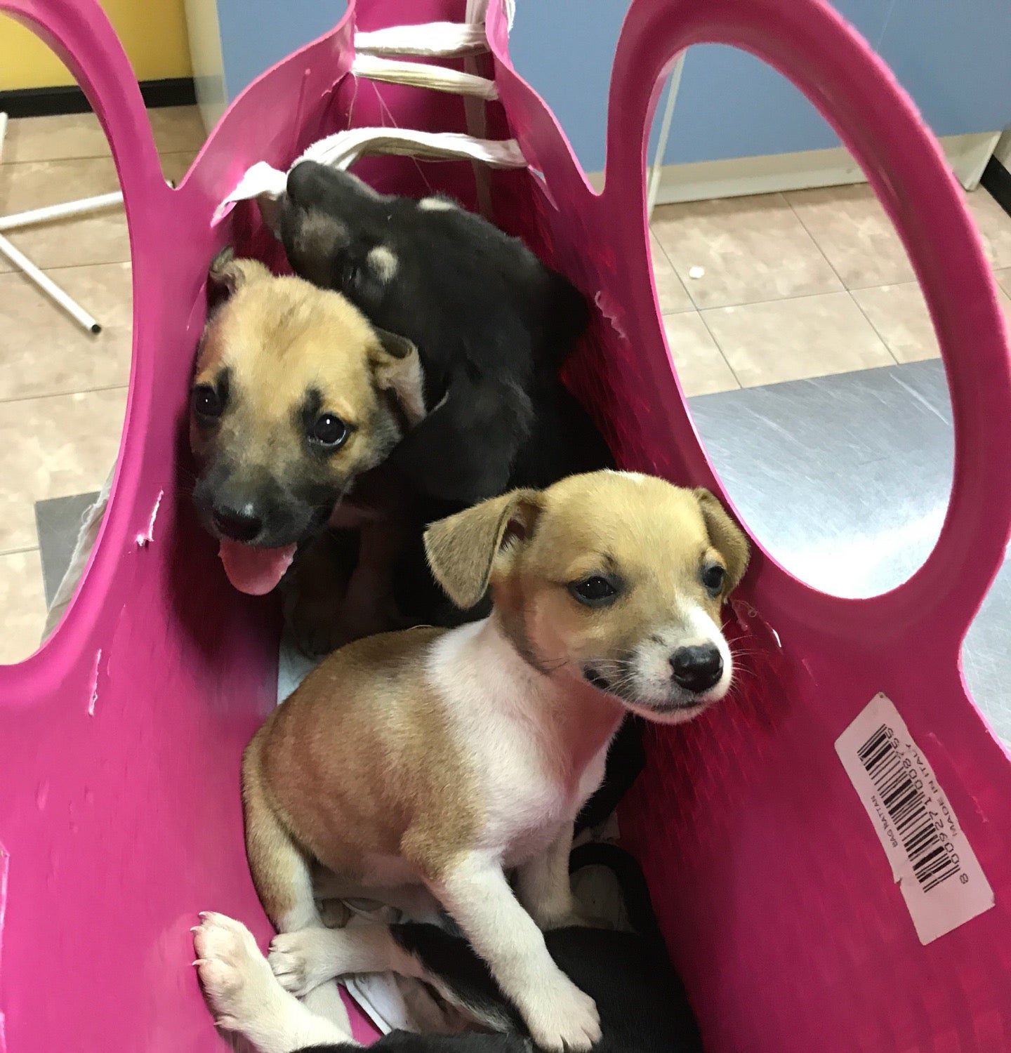 Ветеринарная клиника В мире животных в Кожухово - отзывы, фото, цены ...