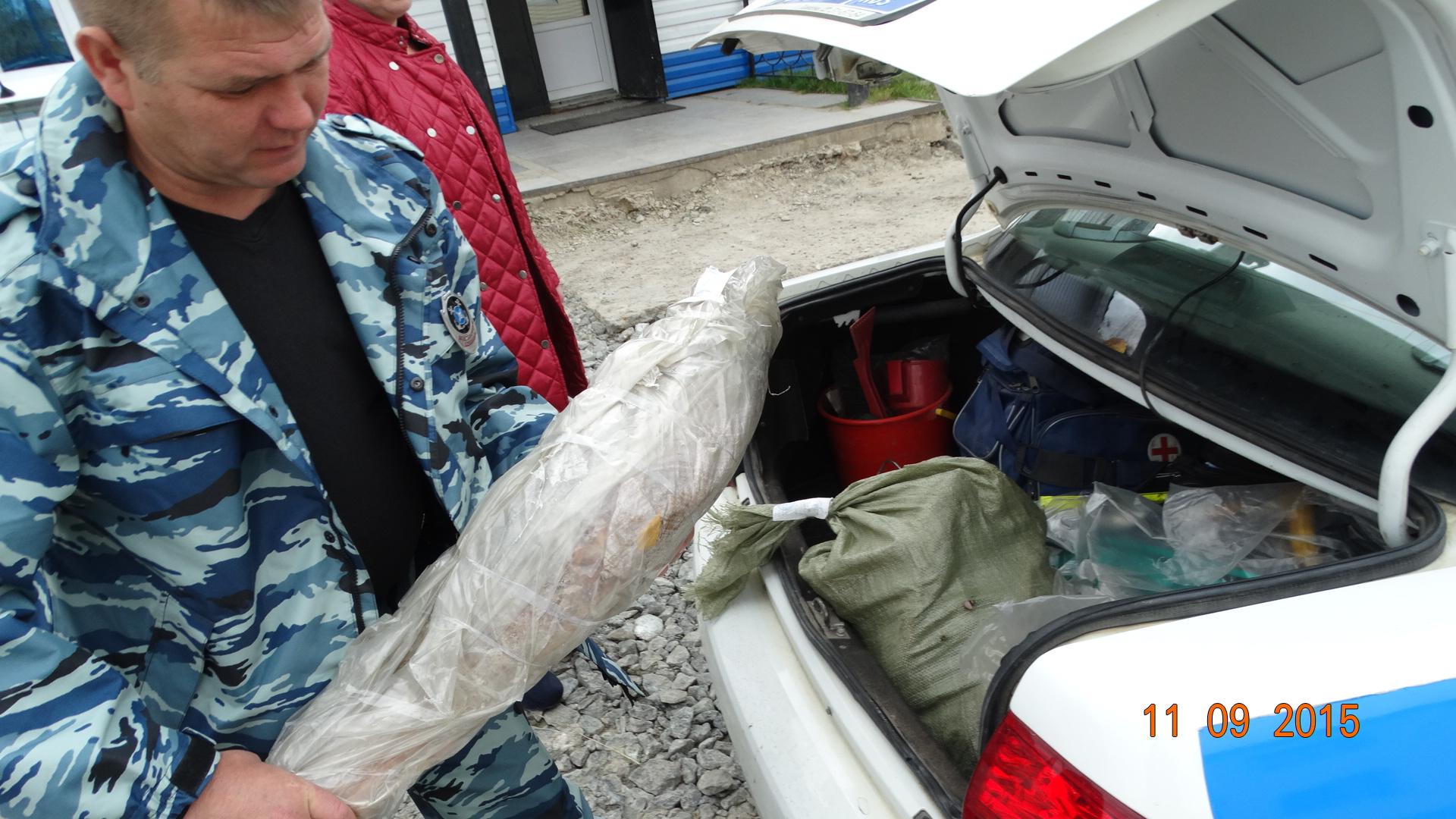 отлов производителей. департамент охоты и рыболовства кемеровской области. кузнецов вячеслав вячеславович главрыбвод.