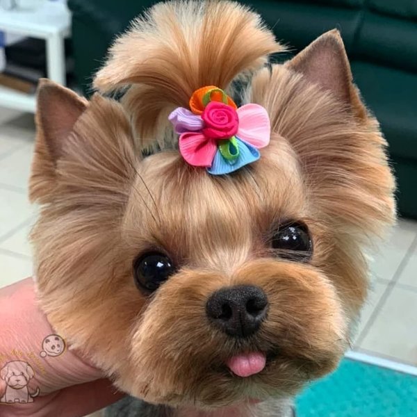 Грумер пушкино. Грумер пушкино. Пушкино груминг. Грумер пушкино. Пушкино груминг.