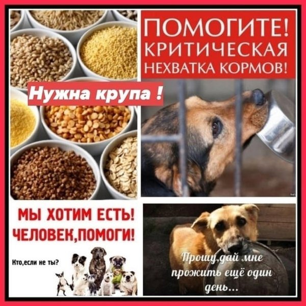 Нужна помощь приюту картинки