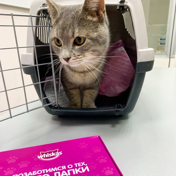 veterinarnaya klinika tri kota otzyvy foto ceny telefon i adres veterinarnye kliniki kazan zoon ru