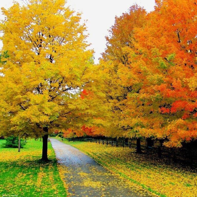 Fall pictures. Осень. Осень картинки. Времена года осень. Сегодня осень.