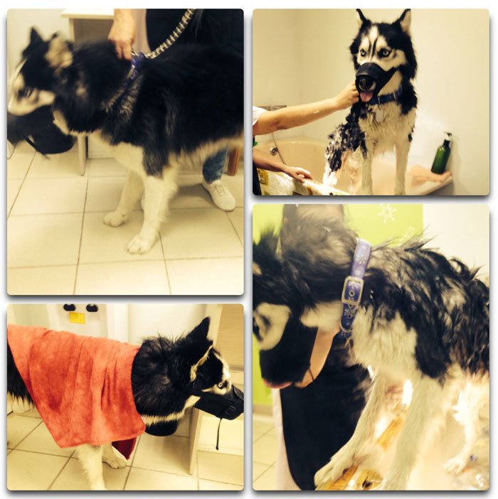 Студия для животных Матильда - отзывы, фото, цены, телефон и адрес ...