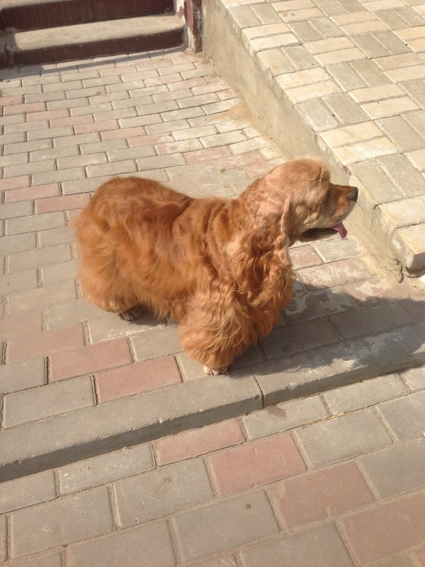 Добрый кот. Самый добрый кот. Добрый кот москва. Красноярский рабочий 154 ветеринарная клиника. Котик добрый кот.