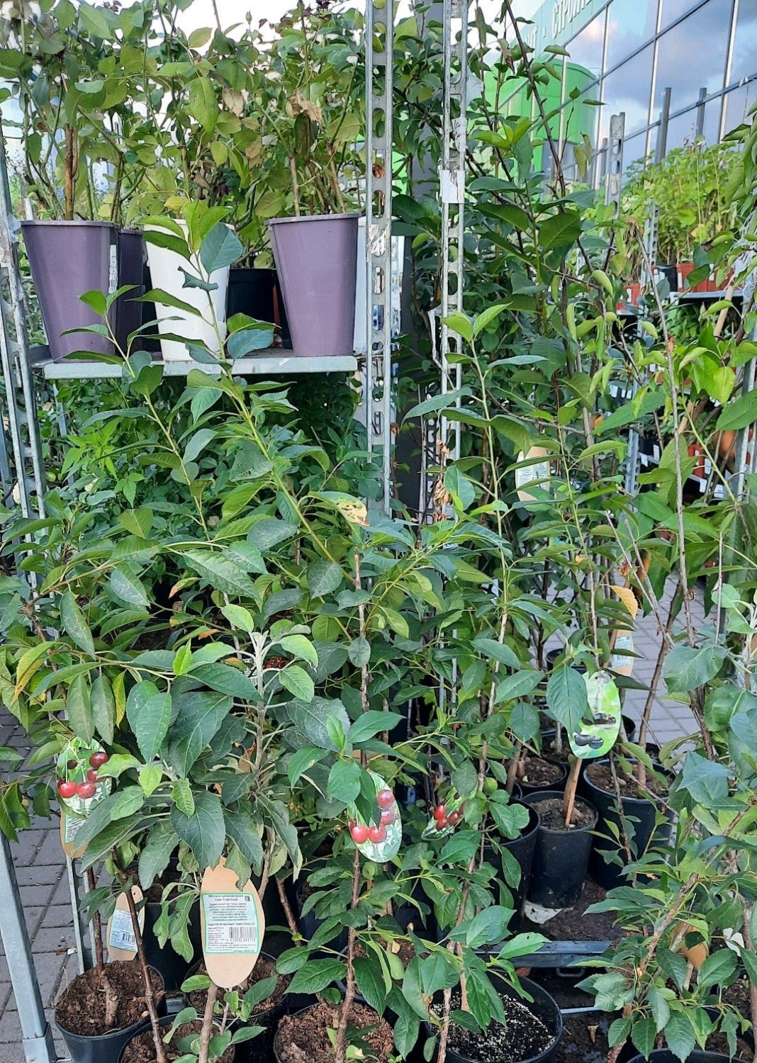 Леруа Мерлен, строительный гипермаркет на проспекте Будённого в Санкт ...