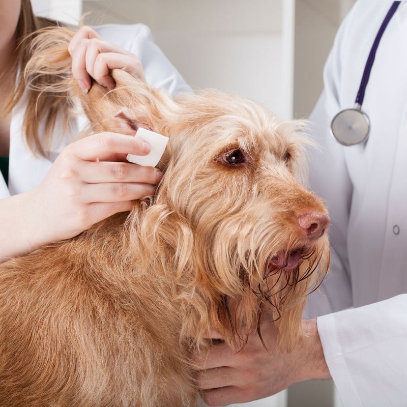 Осмотр собаки. Дерматология животных. Ветеринарный дерматолог. Дерматология животных. Собака медик.