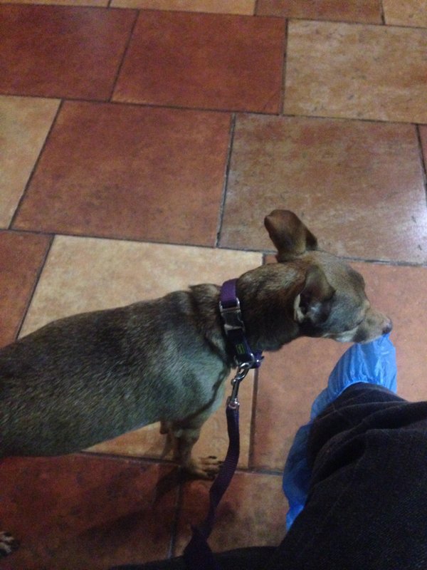 клиника еремина ветеринарная. ветеринарная клиника ерёмина в жулебино. ветеринарная клиника доктора еремина. еремин жулебино. ветеринарная клиника доктора ерёмина жулебино.