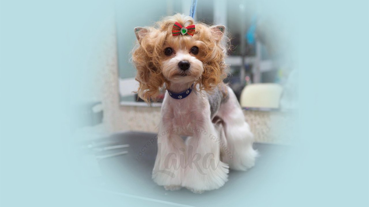 Йоркширский терьер. Грумер. Грумер на дом самара. Йоркширский терьер выставка. Грумер пермь.