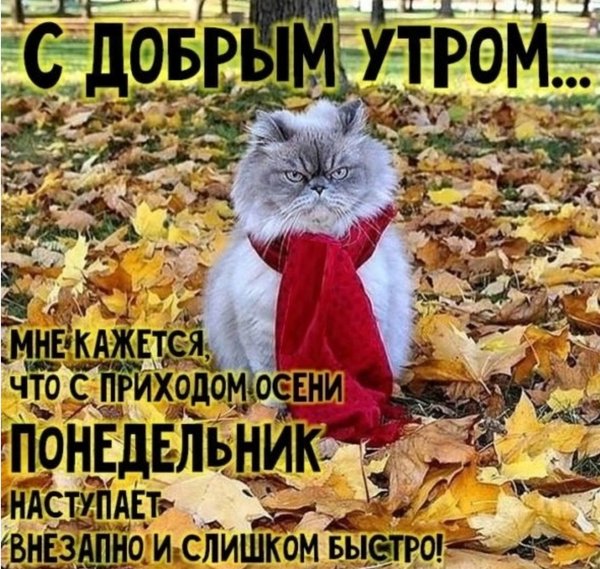 Доброе утро понедельника осень картинки прикольные Новости и сообщения из официальной группы Вконтакте Магазина зоотоваров Тотошка 