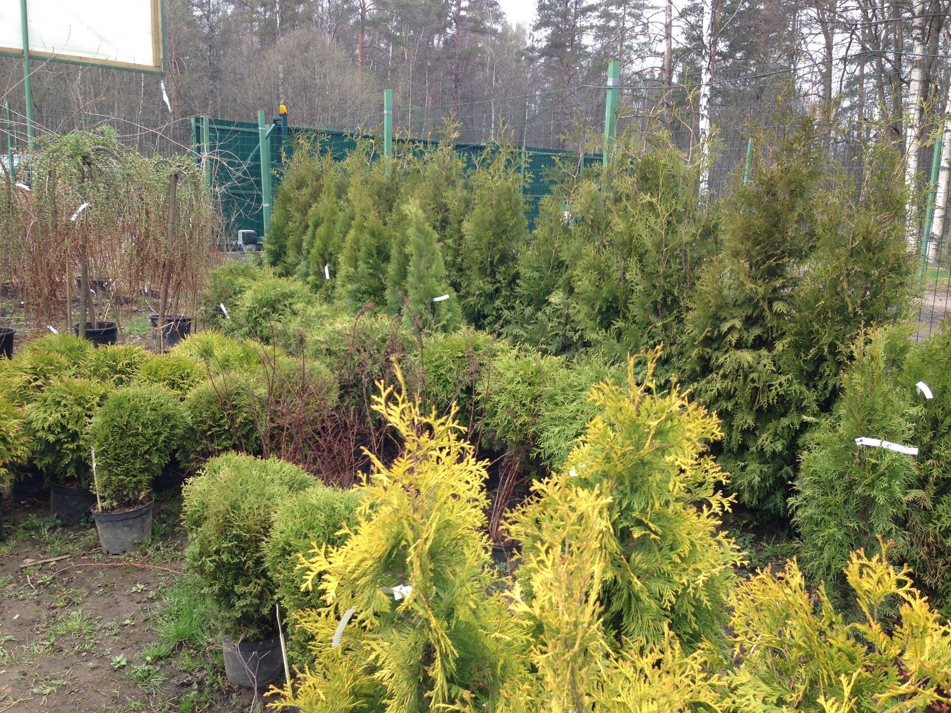 Самые известные питомники растений в бельгии. Питомник щучинского лесхоза. Экоплант питомник. Питомники лист. Питомник вашутино зубцовский.