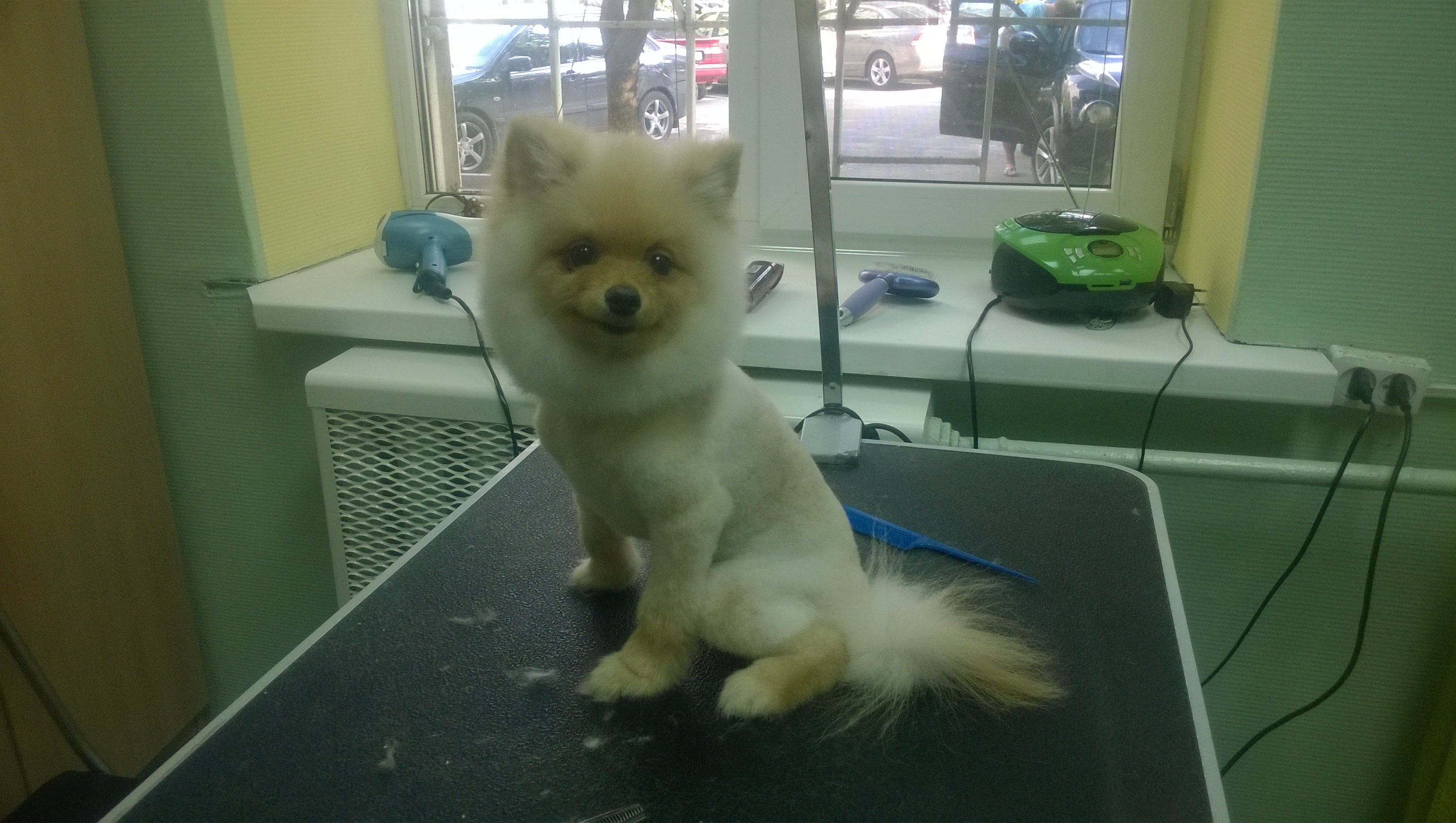 московский грумер. груминг москва. груминг москва. грумминг для собак. груминг москва.