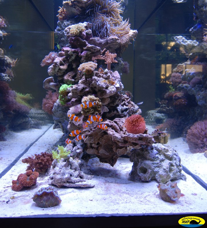 Аквариум Nano Reef