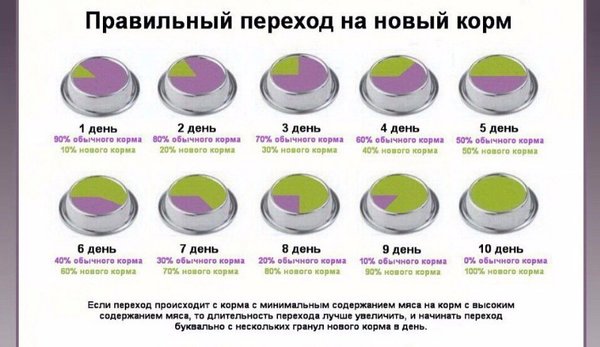 Схема перехода на новый корм для собак