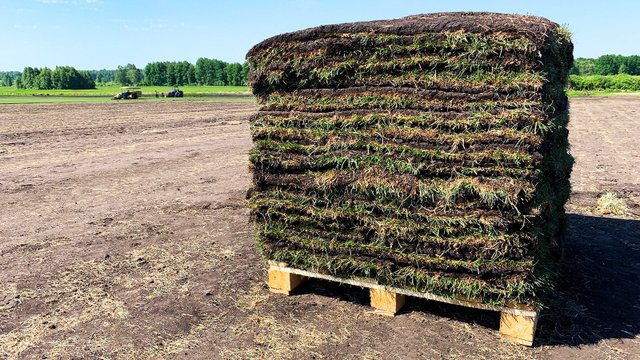 Рулонный газон «Парк Декор» | Тюмень | УрФО | ВКонтакте