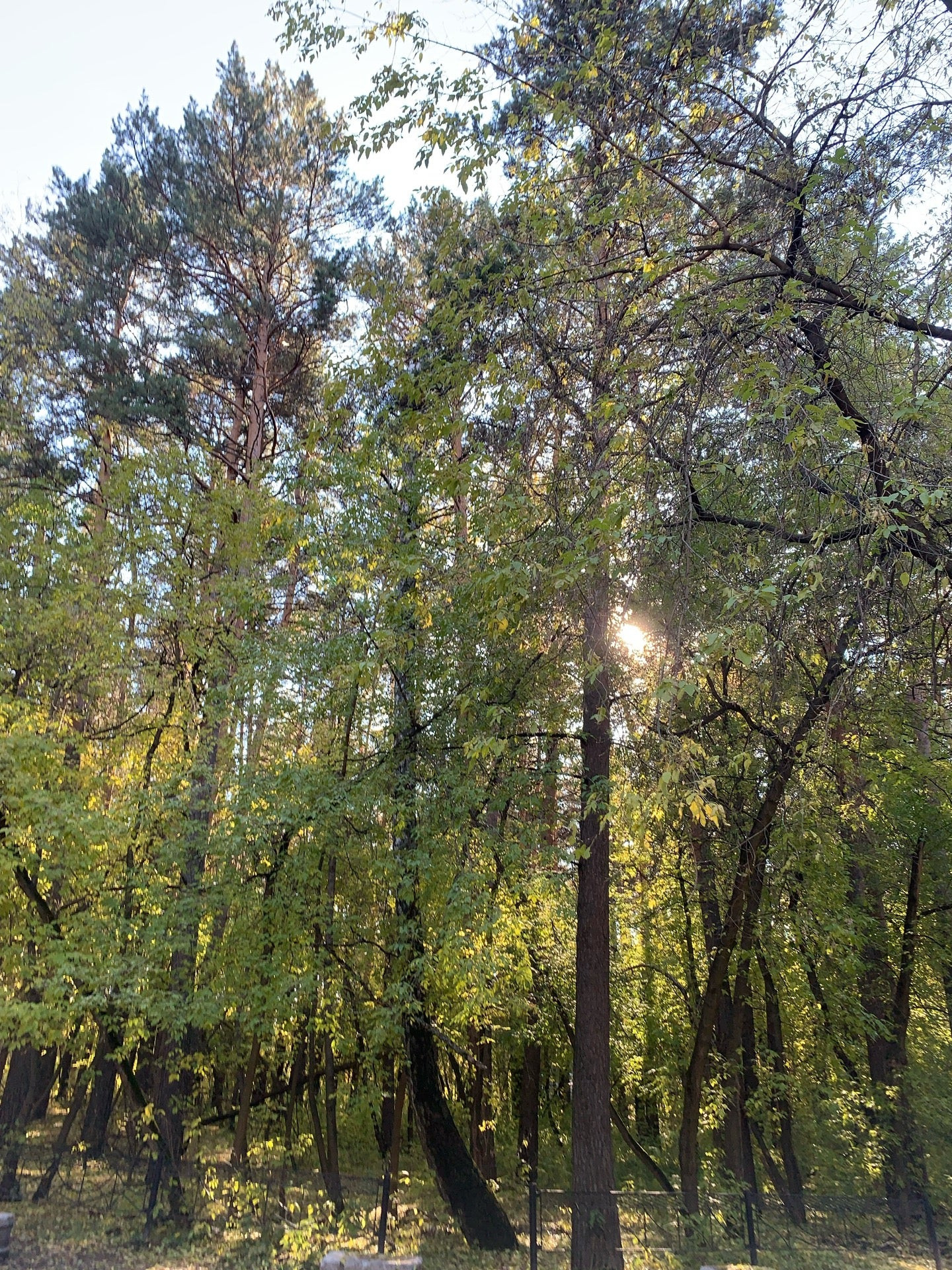 Прокат роликов в Новосибирске: адреса и телефоны – Аренда роликов: 21 ...