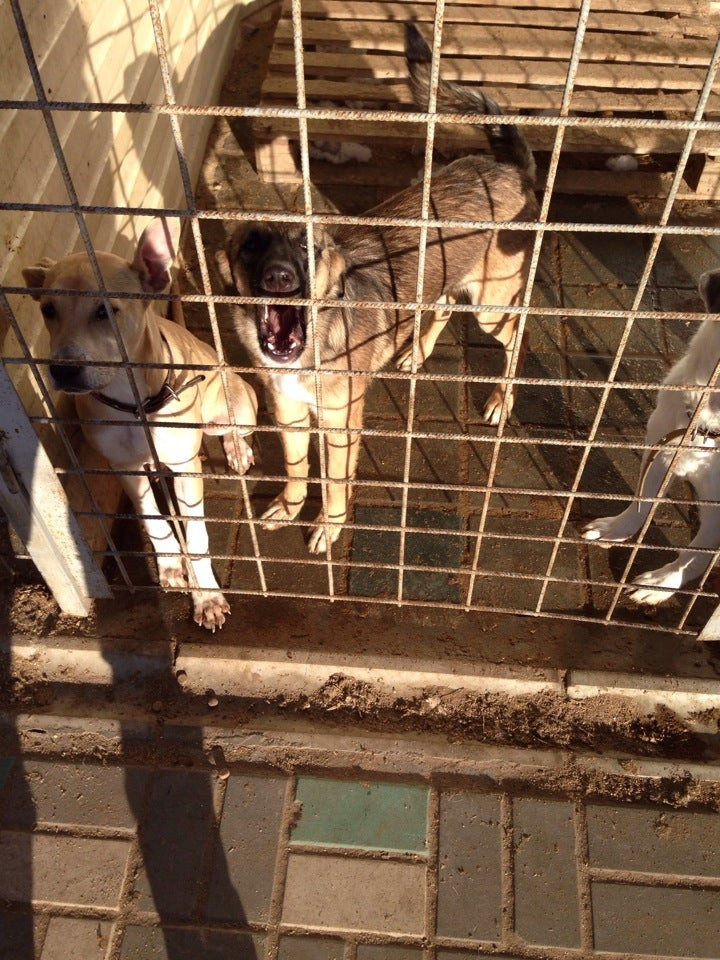 Волгоградский приют для собак. Приют для бездомных собак в волгограде. Приют для животных краснослободск. Приют животных дино. Приют для животных дино краснослободск волгоградская область.